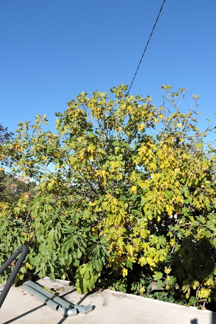 Fig leaves radiate colour